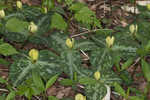 Pale yellow trillium